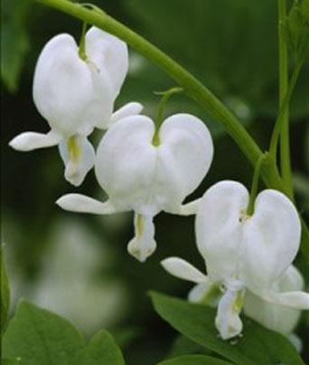 Dicentra spectabilis