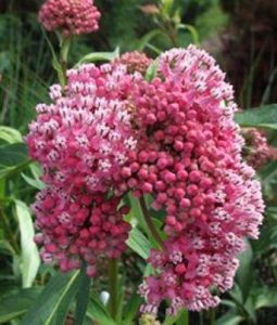 Asclepias incarnata 