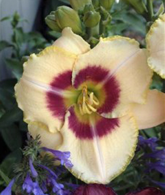 Hemerocallis
