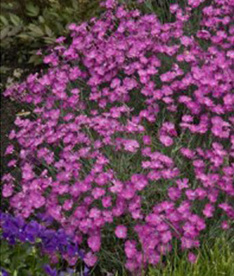 Dianthus