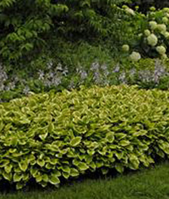 Hosta
