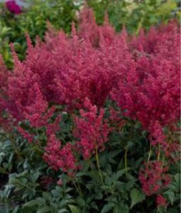 Astilbe 