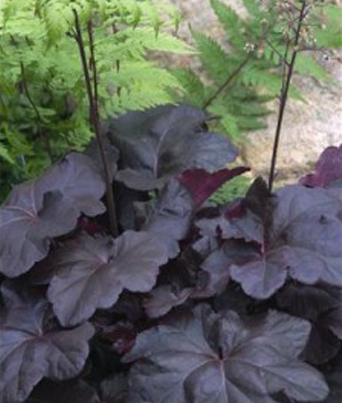 Heuchera