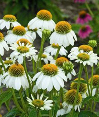 Echinacea