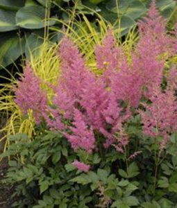 Astilbe 