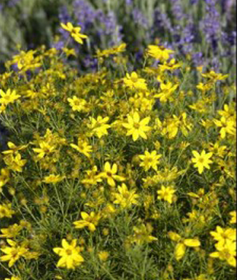 Coreopsis