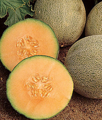 Melon, Cantaloupe 
