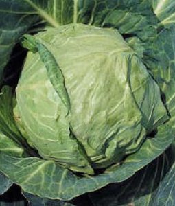 Cabbage 