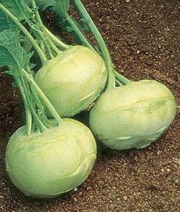 Kohlrabi 