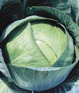 Cabbage 