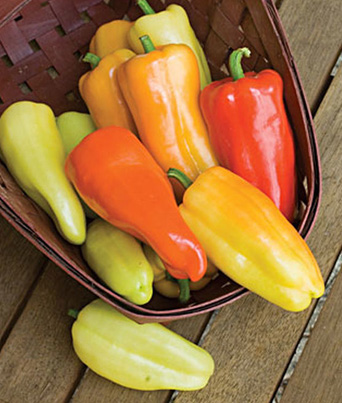 Pepper, Sweet