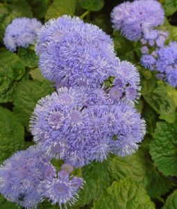 Ageratum 