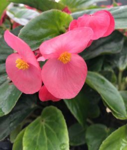 Begonia 