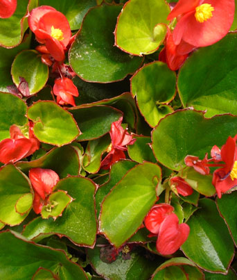 Begonia, Wax