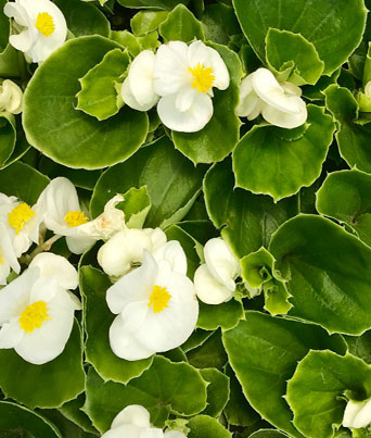 Begonia, Wax