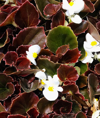 Begonia, Wax