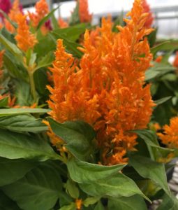 Celosia, Summer 