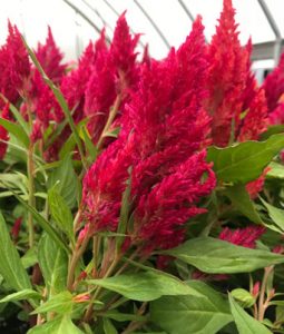 Celosia, Fall 