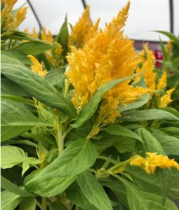 Celosia, Summer 