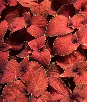 Coleus