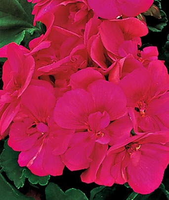 Geranium