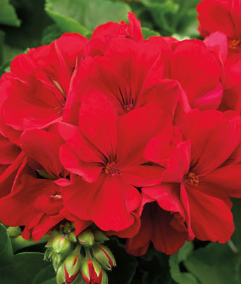 Geranium