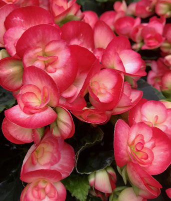 Begonia, Hiemalis