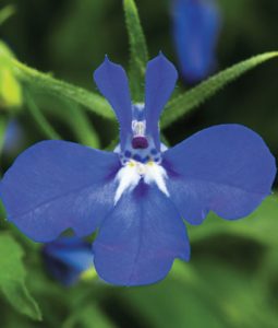 Lobelia 