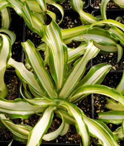 Spider Plant “Cream Centers” Image