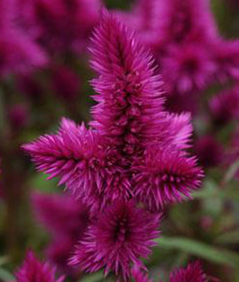 Celosia