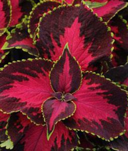 Coleus 