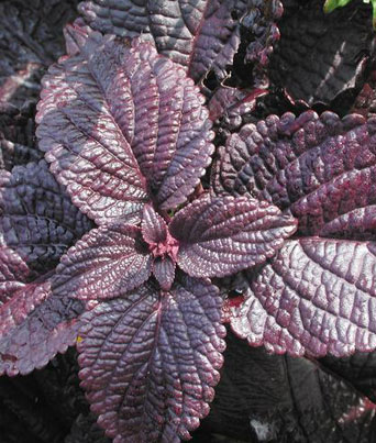 Coleus