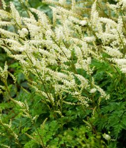 Aruncus Aethusifolia Image