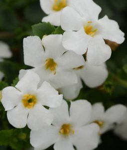 Bacopa 