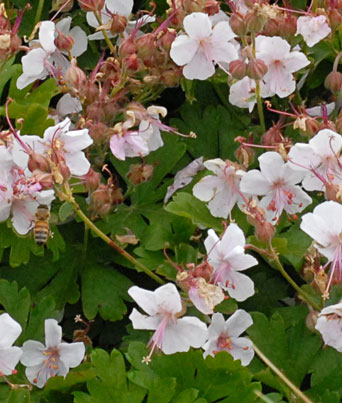 Geranium
