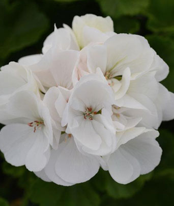 Geranium