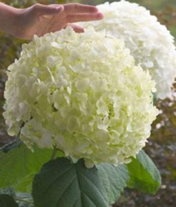 Hydrangea arborescens 