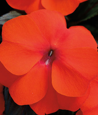 Impatiens, New Guinea