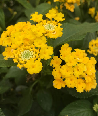 Lantana