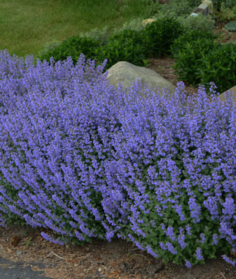 Nepeta