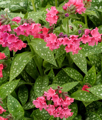 Pulmonaria