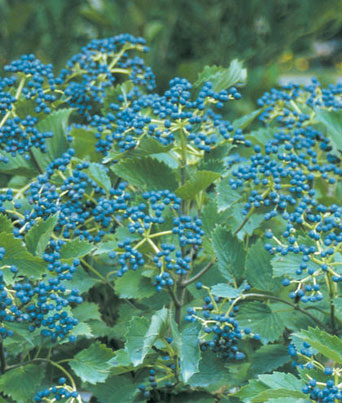 Viburnum