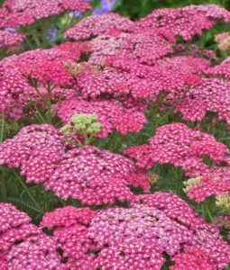 Achillea 