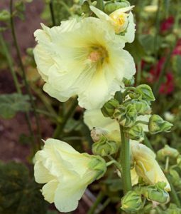 Alcea 