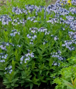 Amsonia 