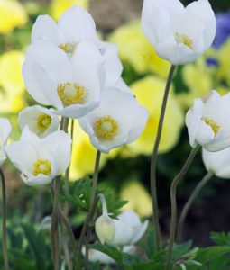 Anemone Sylvestris Image