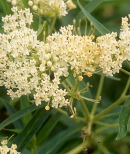 Asclepias incarnata 