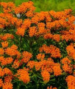 Asclepias Tuberosa Image