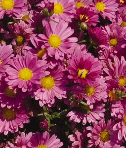 Chrysanthemum Mammoth™ Lavender Image