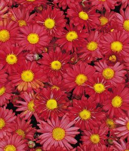 Chrysanthemum Mammoth™ Red Image